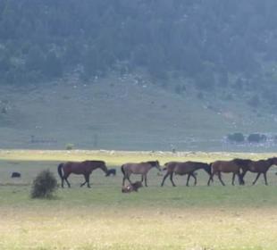 Tal der wilden Pferde