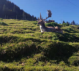 Tiefenenrspanntes Rotwild