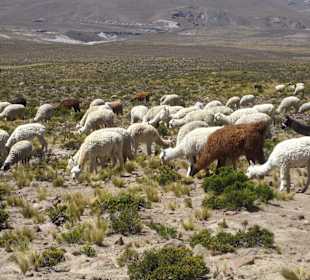 Alpaca und Lama Herde