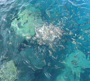 Живность красного моря