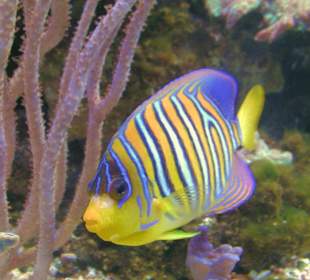 Giftun Inseln / Mahmya 