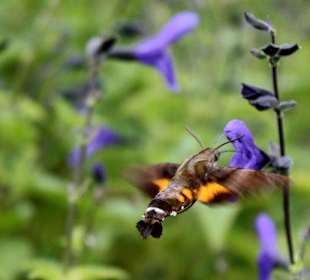 Insect that looks like a hummingbird