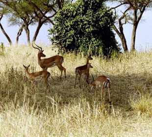 Tarangire Nationalpark 