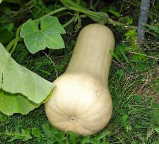 Nutzpflanzen im Botanischen Garten
