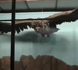 Naturhistorisches Museum