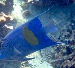 Unterwasserwelt Musandam