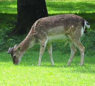 Eindrücke aus dem Tiergarten Hannover