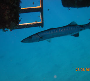 Schnorcheln Marsa Alam