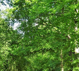 Spaziergang durch den Stadtwald Oldenburg