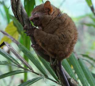 Tarsier