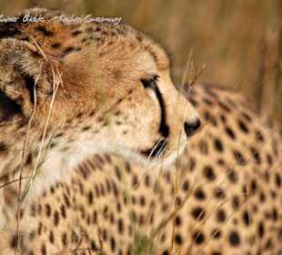 Maasai Mara's next top model