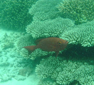 Fisch