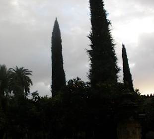 El patio de los naranjos