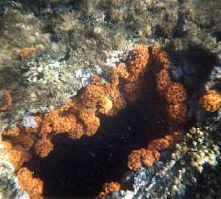 Cubaqua