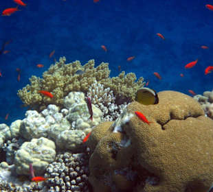 Unterwasserwelt am Hausriff
