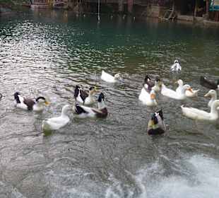 Dimcay Fluss Göl Piknik - immer hungrig 