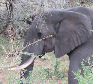 Elefant