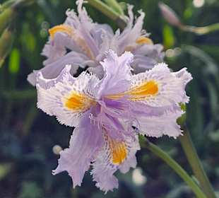 ... am Morgen noch verschlossen...