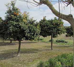 Obstgarten