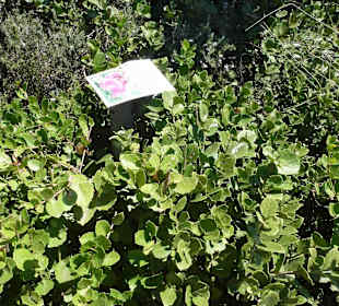 Aussichtspunkt Knysna