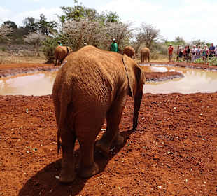 Auf dem Gelände des Elefantenwaisenhauses