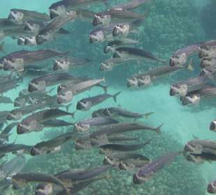 Fischschwarm beim Schnorcheln