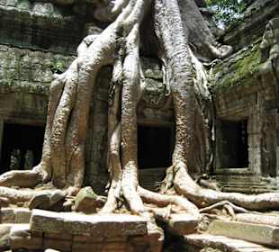 Ta Phrom Tempel