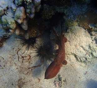 Krake in innerer Lagune