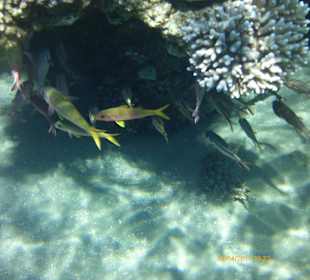 Hausriff vor Strand Ghazala Gardens