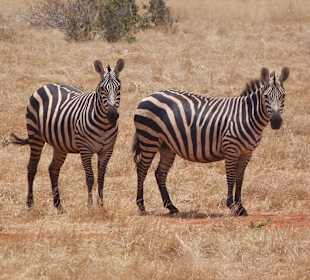 Zebras Tsavo Ost