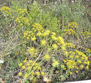 Wir wissen nicht genau ob das Dill war