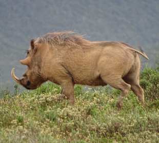 Ein Prachtkerl eines Warzenschweines
