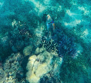 Schnorcheln Soma Bay