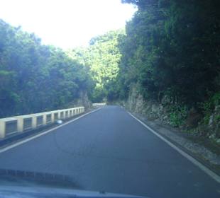 Fahrt durch den Wald