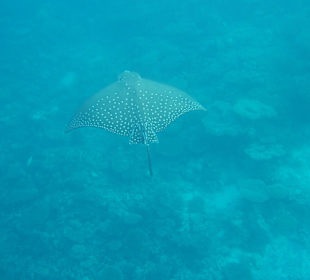 Schnorcheln am Riff Aquarium