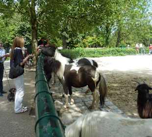 Damaraziege und Shetland Pony