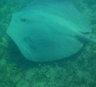 Gesichtet am Hotelriff