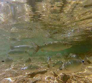 Fische unterwasser