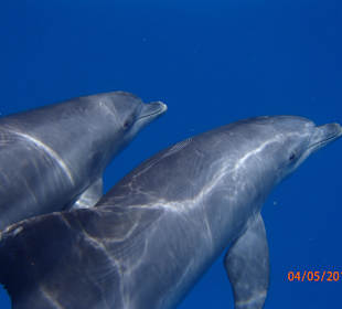 Delfinschwimmen Delfine & Meer