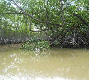 Los Haitises - Mangroven