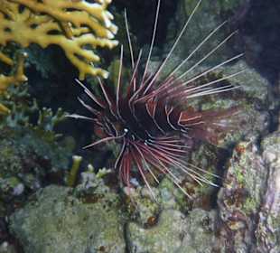 Schnorcheln am Hausriff