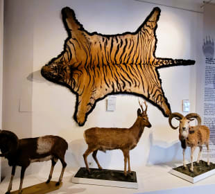 Tropäen und ausgestopfte Tiere