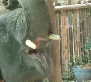 Selten so nah an einem Elefantenschlund