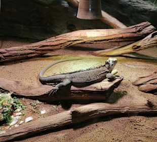 Zoologischer Garten Prag