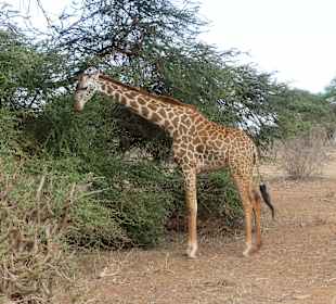 Geführte Touren Marco Polo Tours & Safaris Diani Beach 