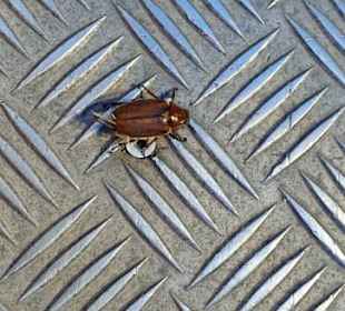 Kleiner Käfer fährt auch mal mit