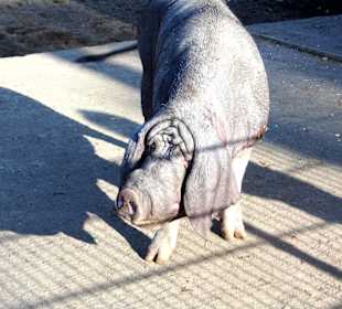 WP LH Herbst Impression