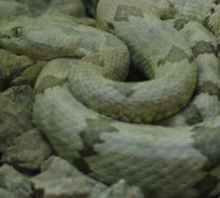 Rattlesnake Museum in Albuquerque