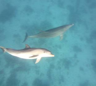 Delfine im Roten Meer.