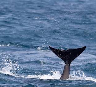 Orca Schwanzflosse